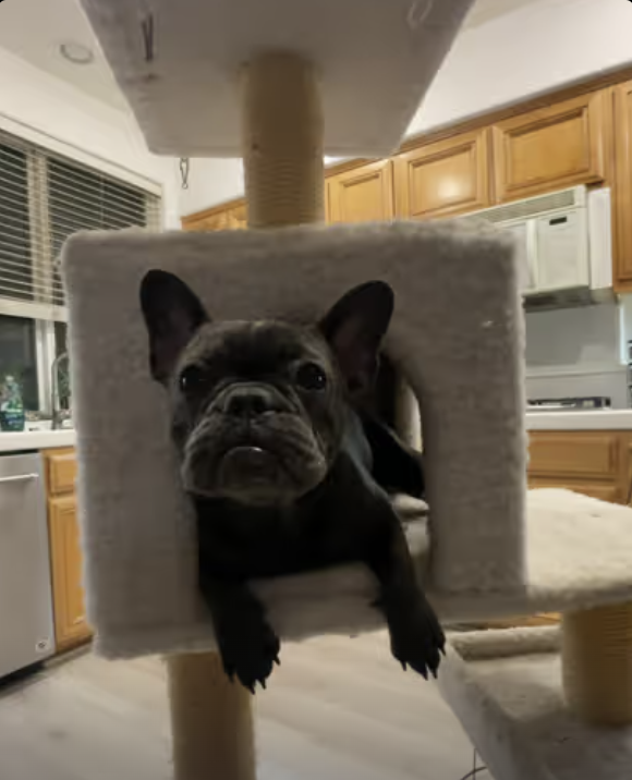 Frenchie CatWoman !!!